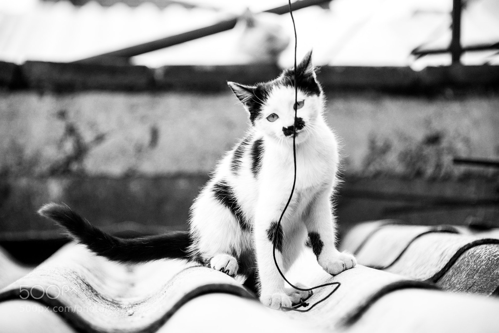 Nikon D750 sample photo. Animal black and white photography