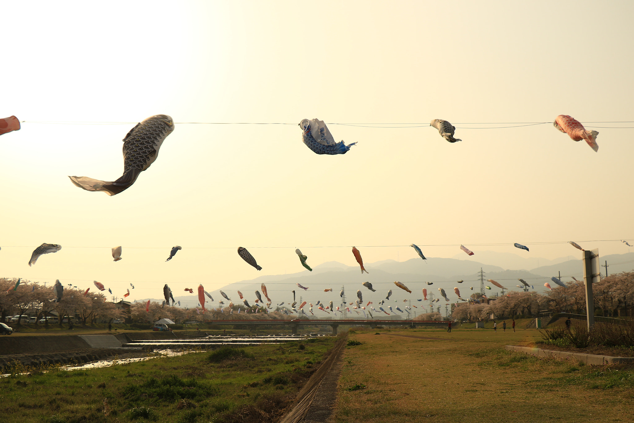 Canon EOS 7D Mark II sample photo. 鯉のぼり  koinobori photography
