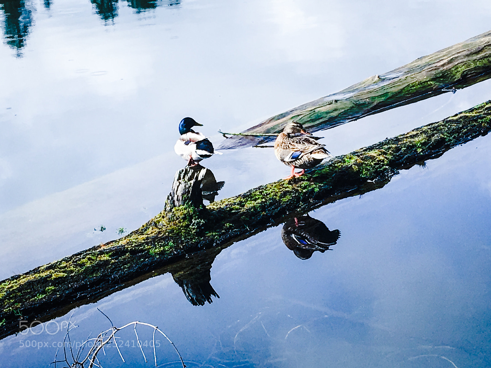 Apple iPhone SE sample photo. Ducks in a  row  photography