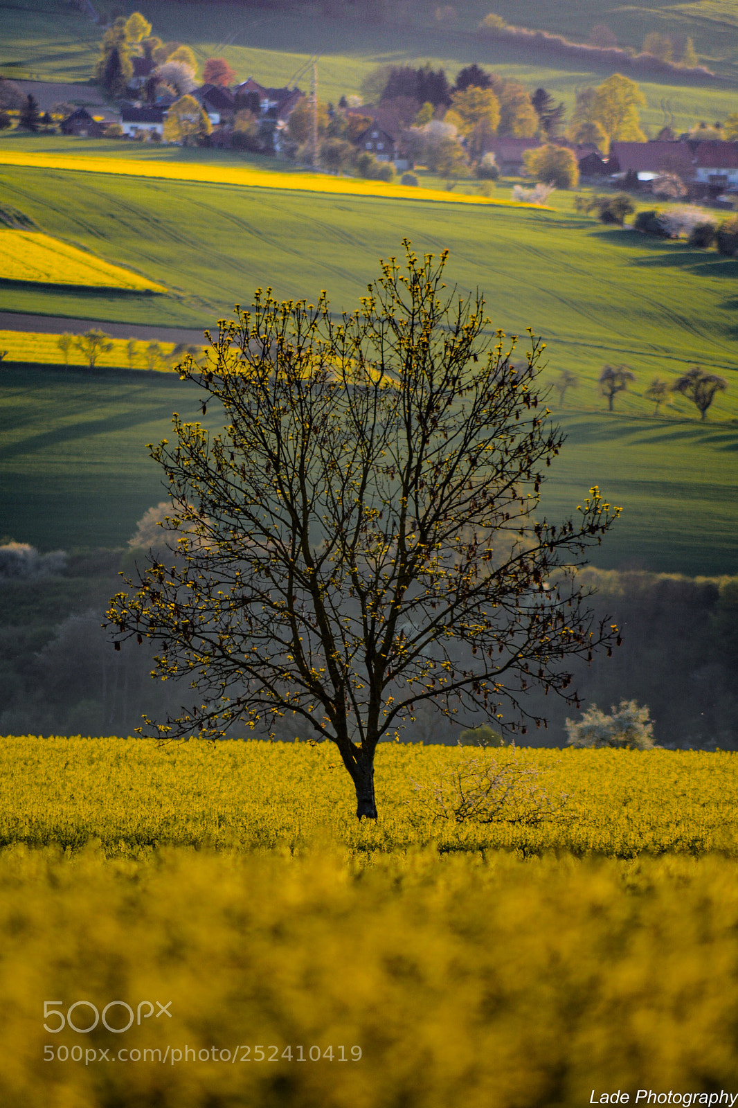 Nikon D7100 sample photo. Lonely tree photography