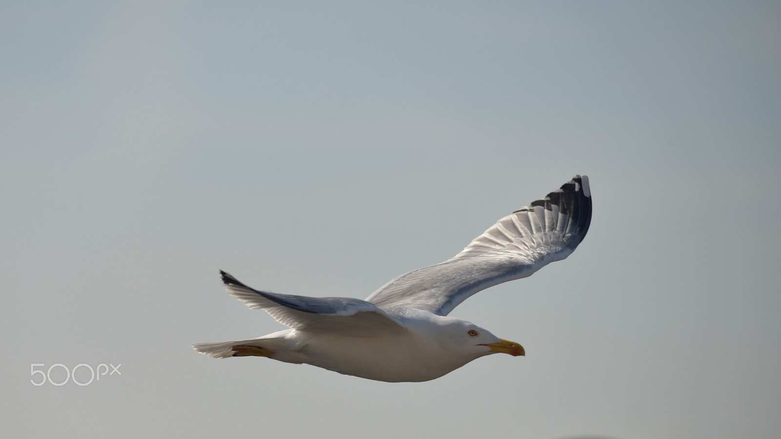 Sigma 150-500mm F5-6.3 DG OS HSM sample photo. Martı photography