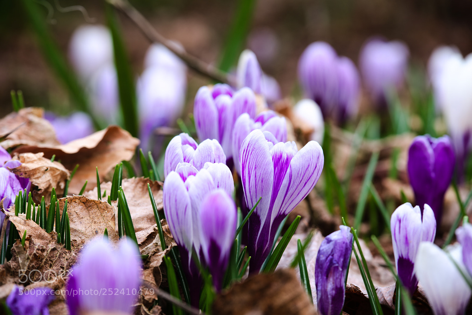 Fujifilm X-T20 sample photo. Finally spring? photography