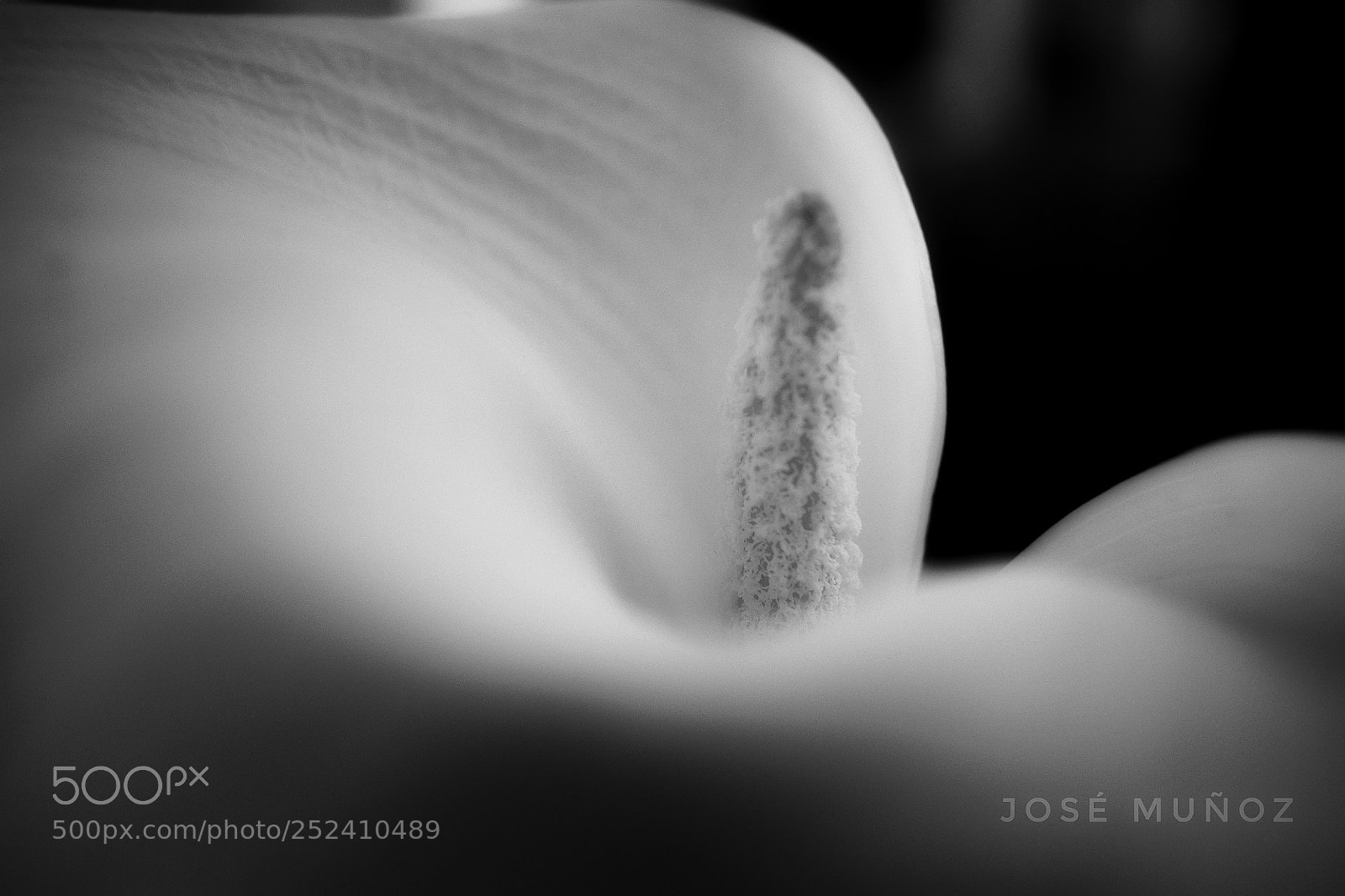 Nikon D3300 sample photo. Brotes de primavera photography