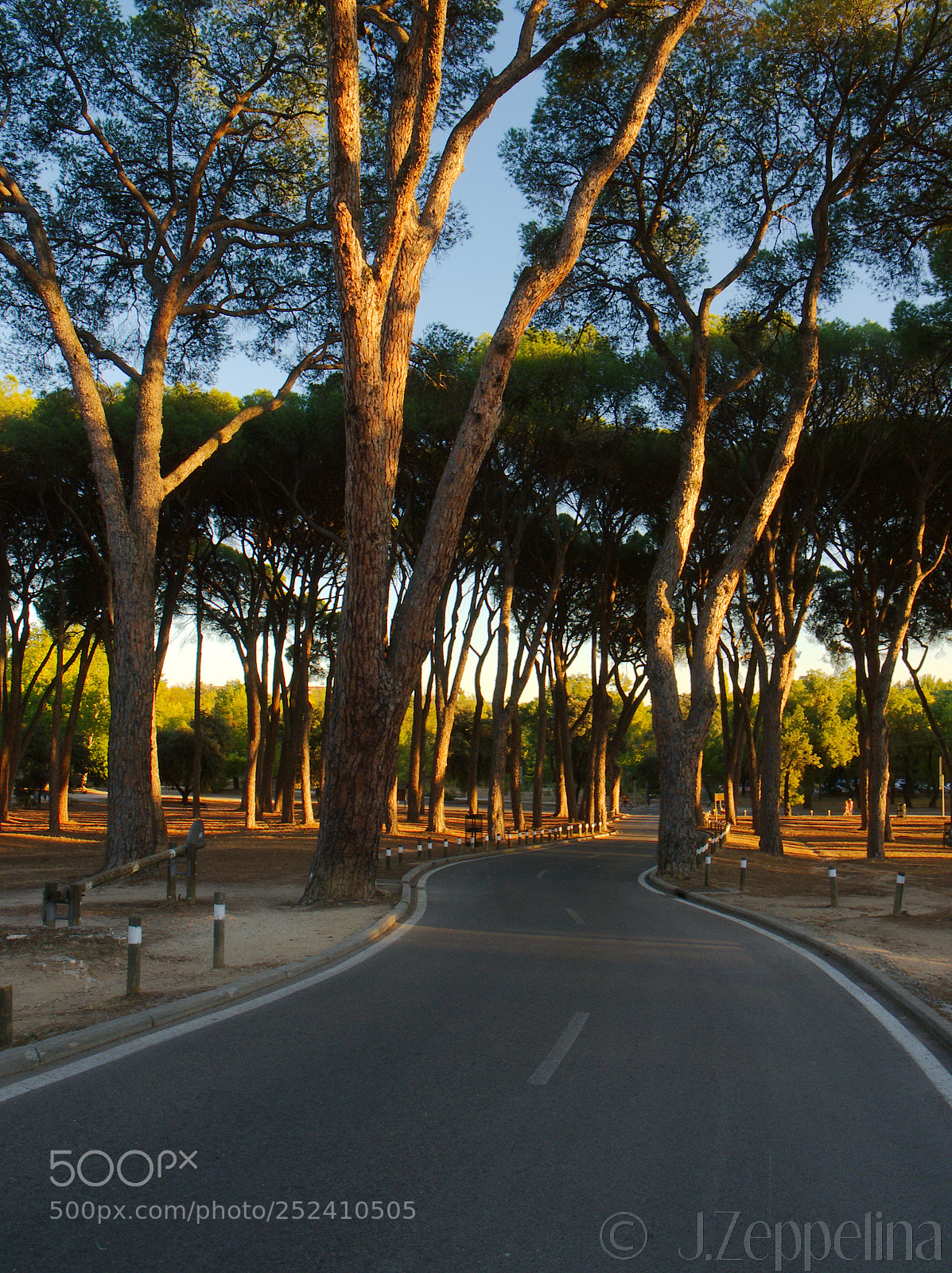 Olympus OM-D E-M5 II sample photo. Enchanted road. photography