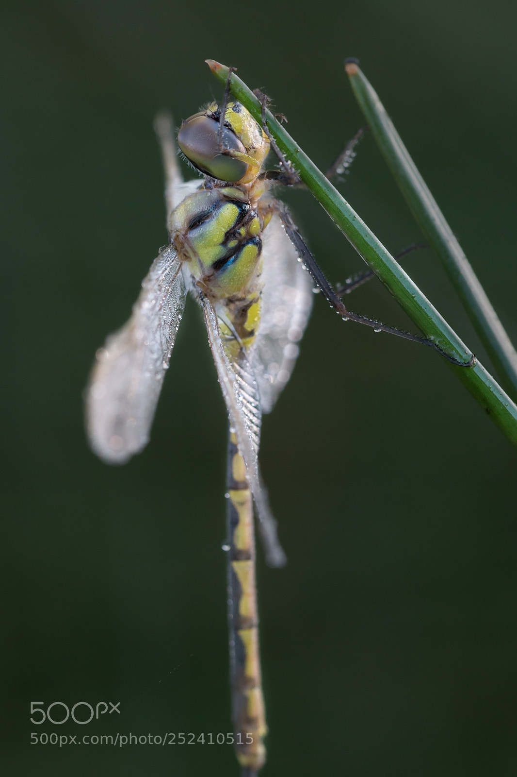 Canon EOS 70D sample photo. Dragonfly photography