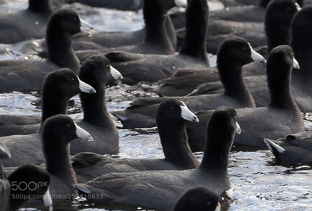Canon EOS 5D Mark IV sample photo. American coots photography