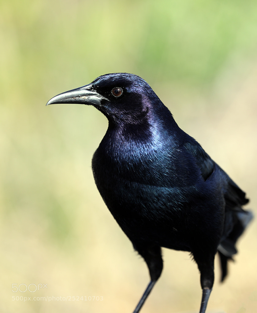 Canon EOS 5D Mark IV sample photo. A boat-tailed grackle photography