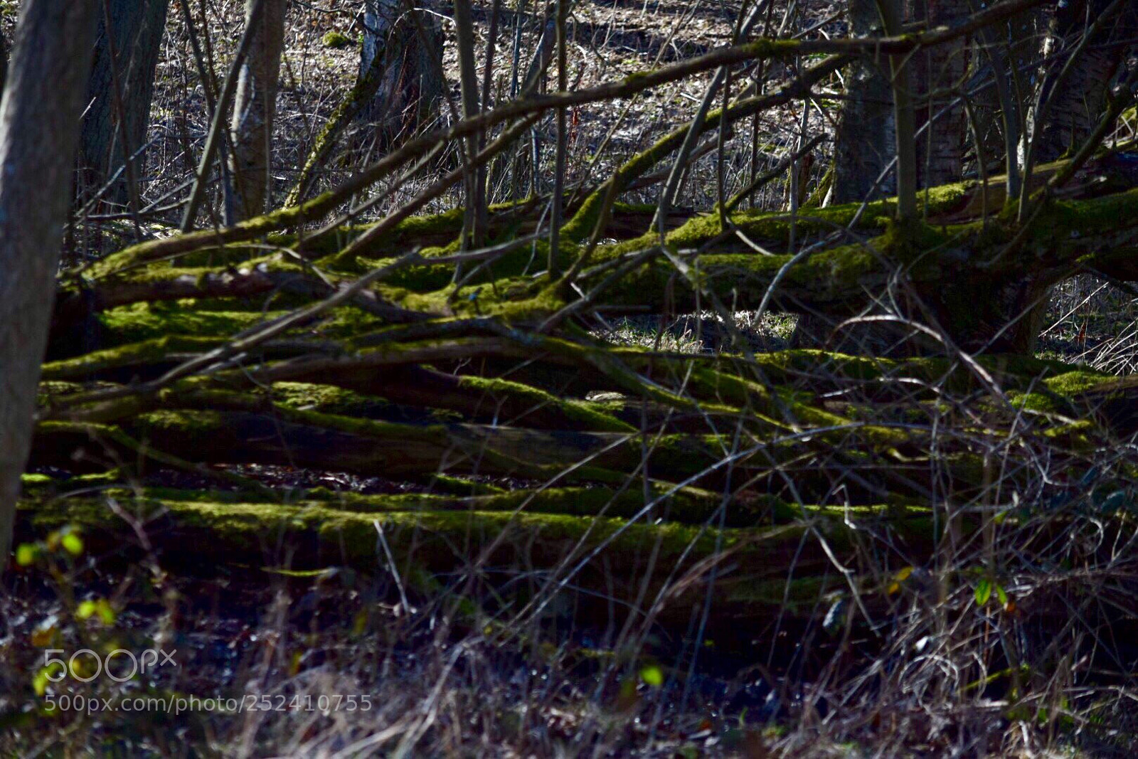 Nikon D5300 sample photo. Untitled photography