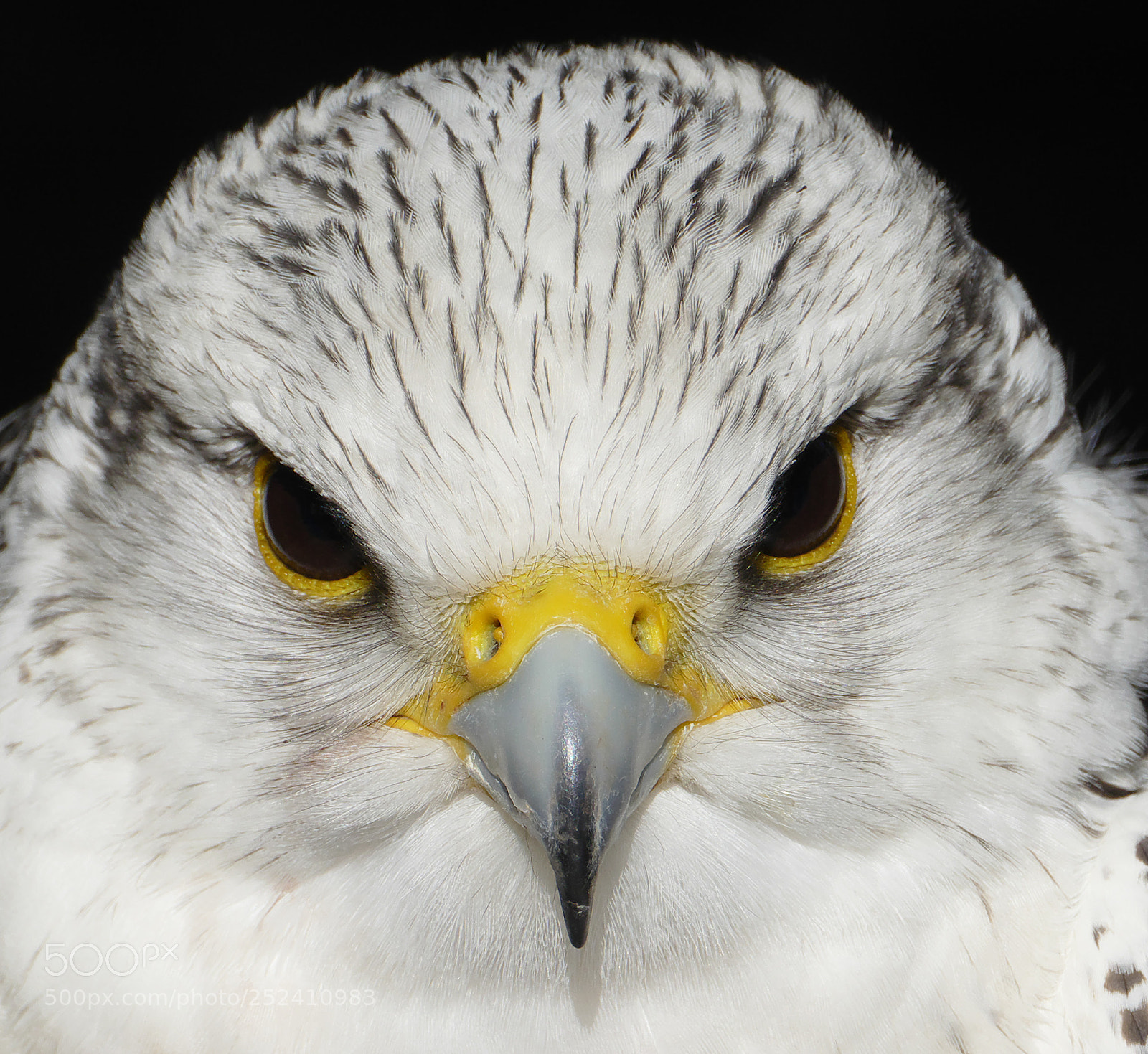 Panasonic Lumix DMC-FZ1000 sample photo. White falcon with yellow photography