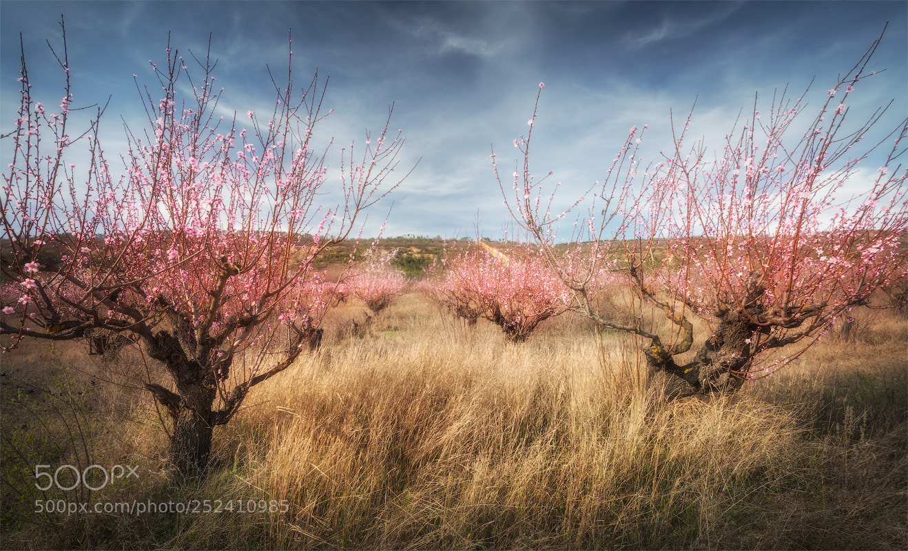 Nikon D800 sample photo. Peach garden photography