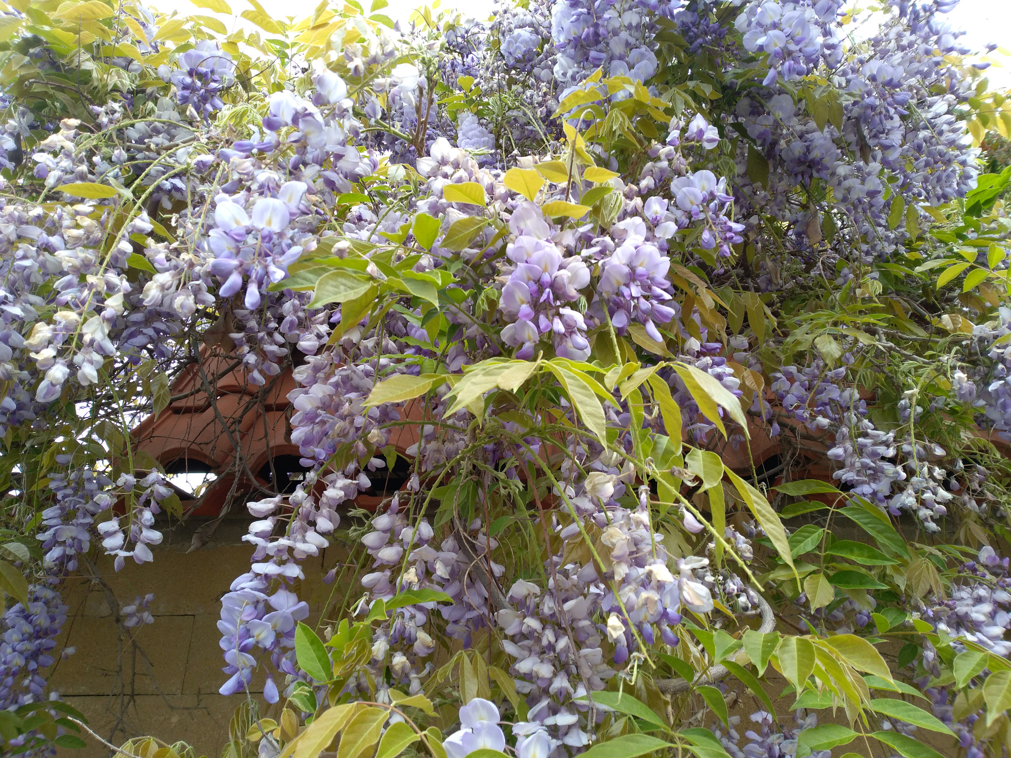 HUAWEI P9 LITE MINI sample photo