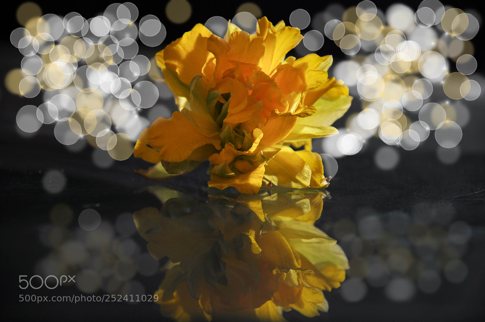 Nikon D90 sample photo. Narcissus photography