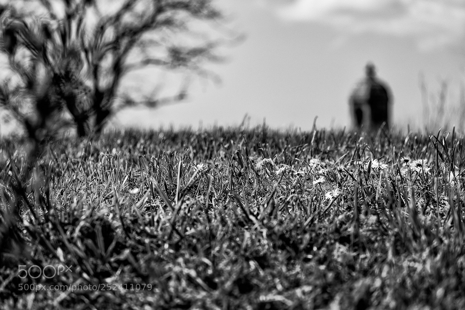 Fujifilm X-Pro1 sample photo. Début du printemps !!! photography