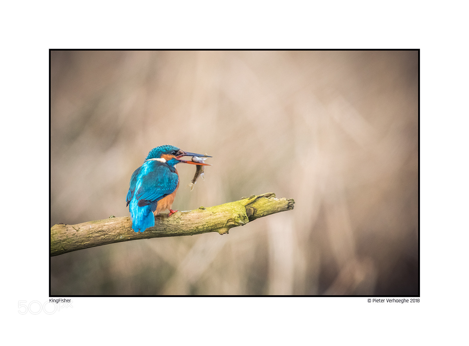 Nikon D810 sample photo. Kingfisher photography