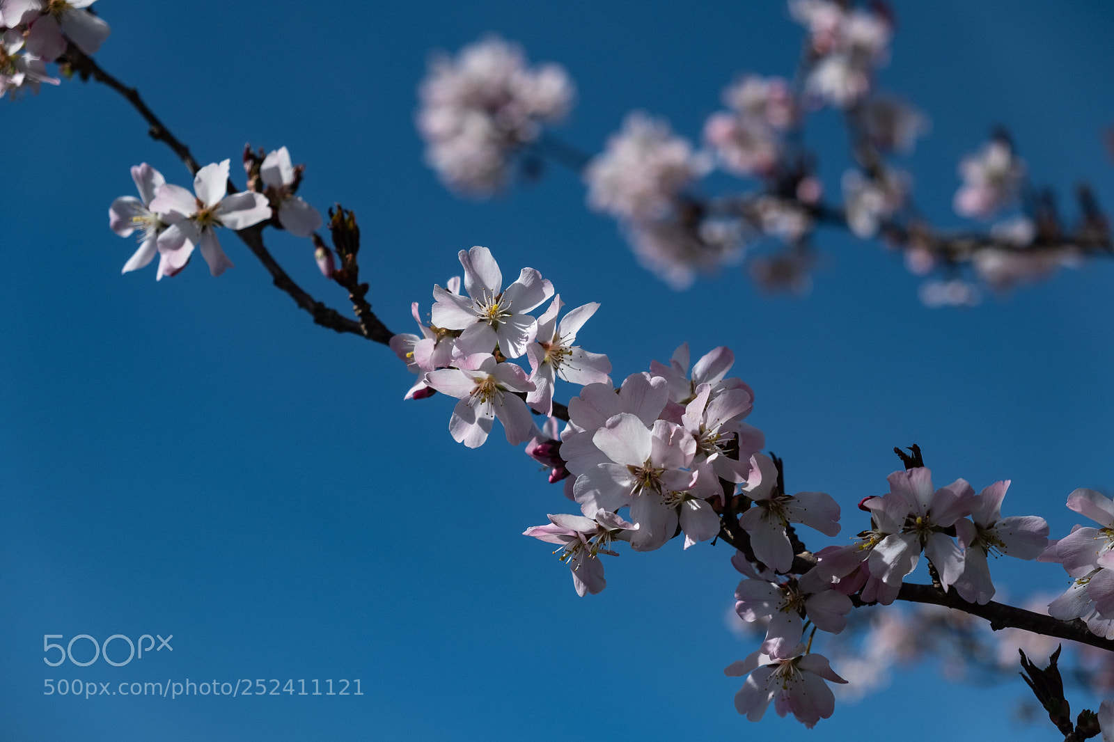 Fujifilm X-T2 sample photo. Cherry blossom photography