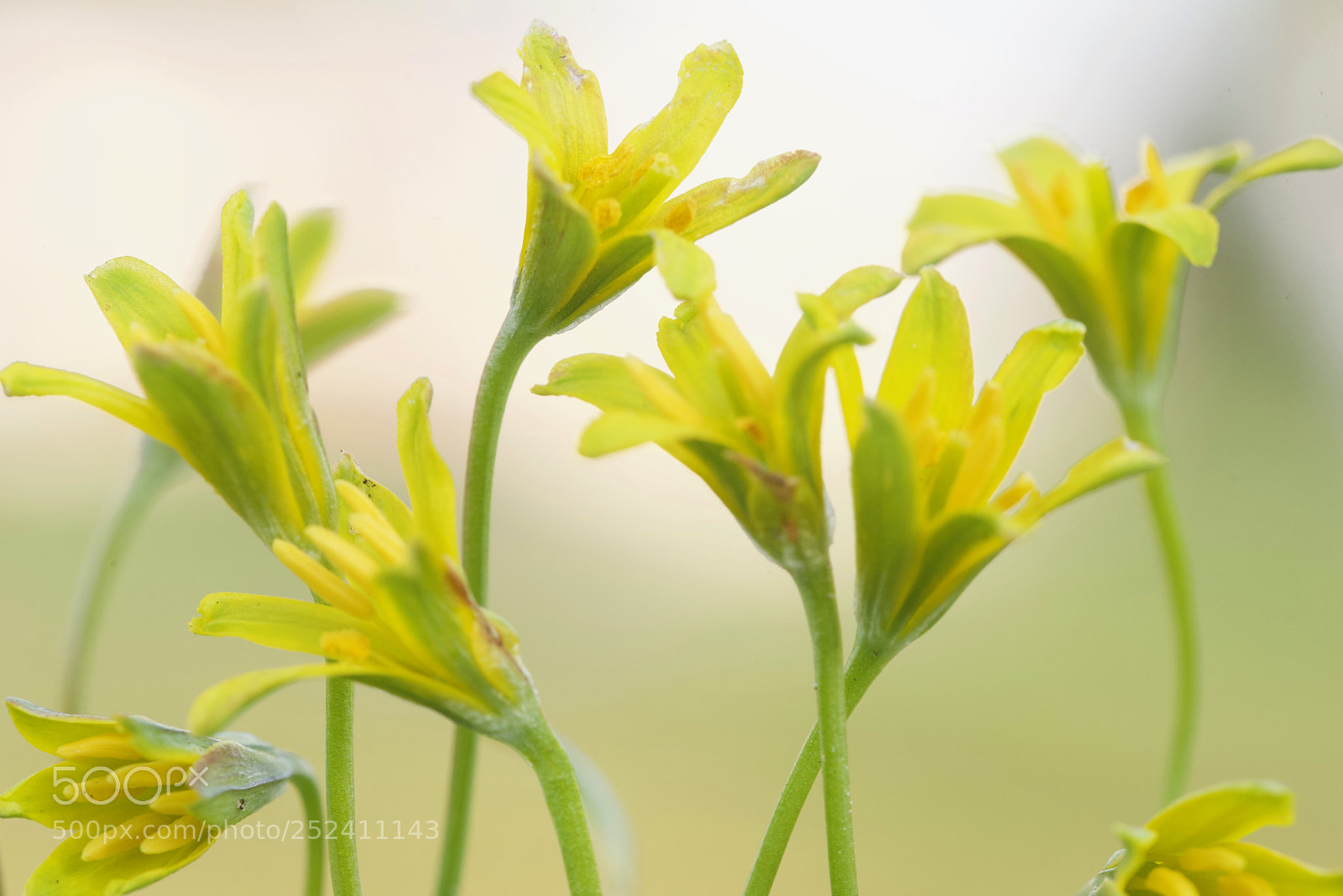 Nikon D750 sample photo. Yellow star of bethlehem photography