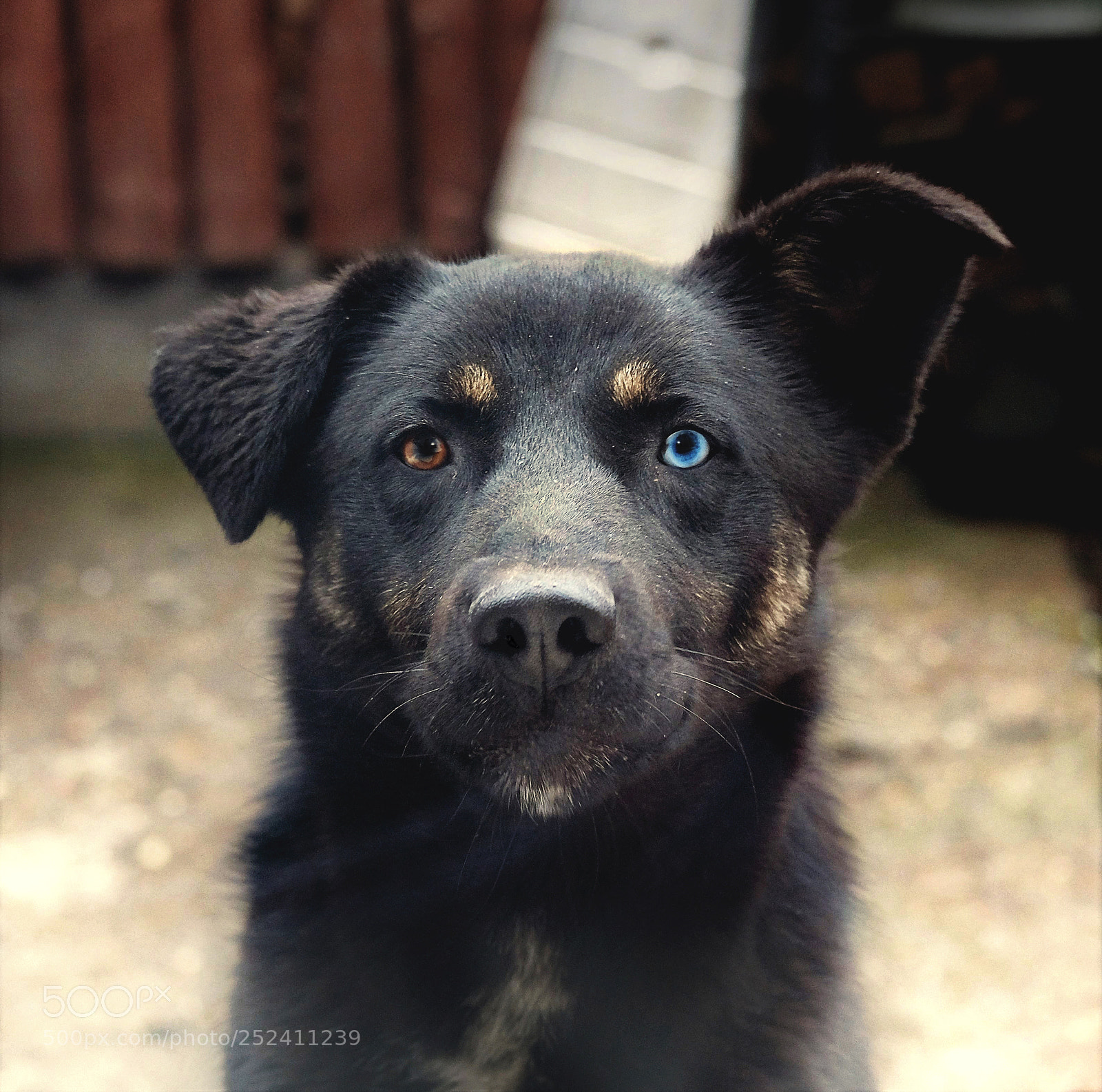 Fujifilm X-T20 sample photo. My dog photography