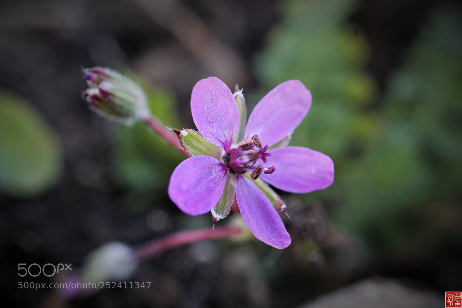 Sony a6500 sample photo. Erodium cicutarium photography