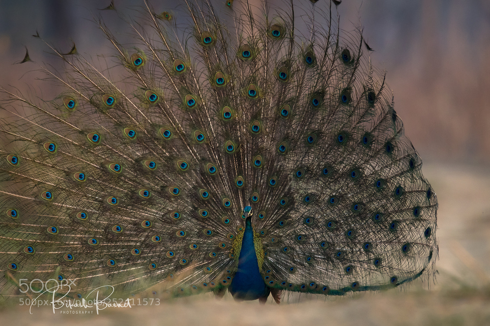 Canon EOS 7D Mark II sample photo. Dancing feathers photography