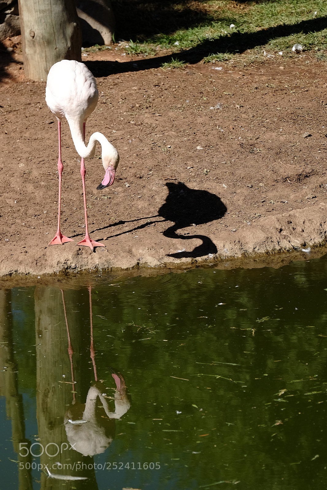 Fujifilm X-T10 sample photo. Shadow of birds photography