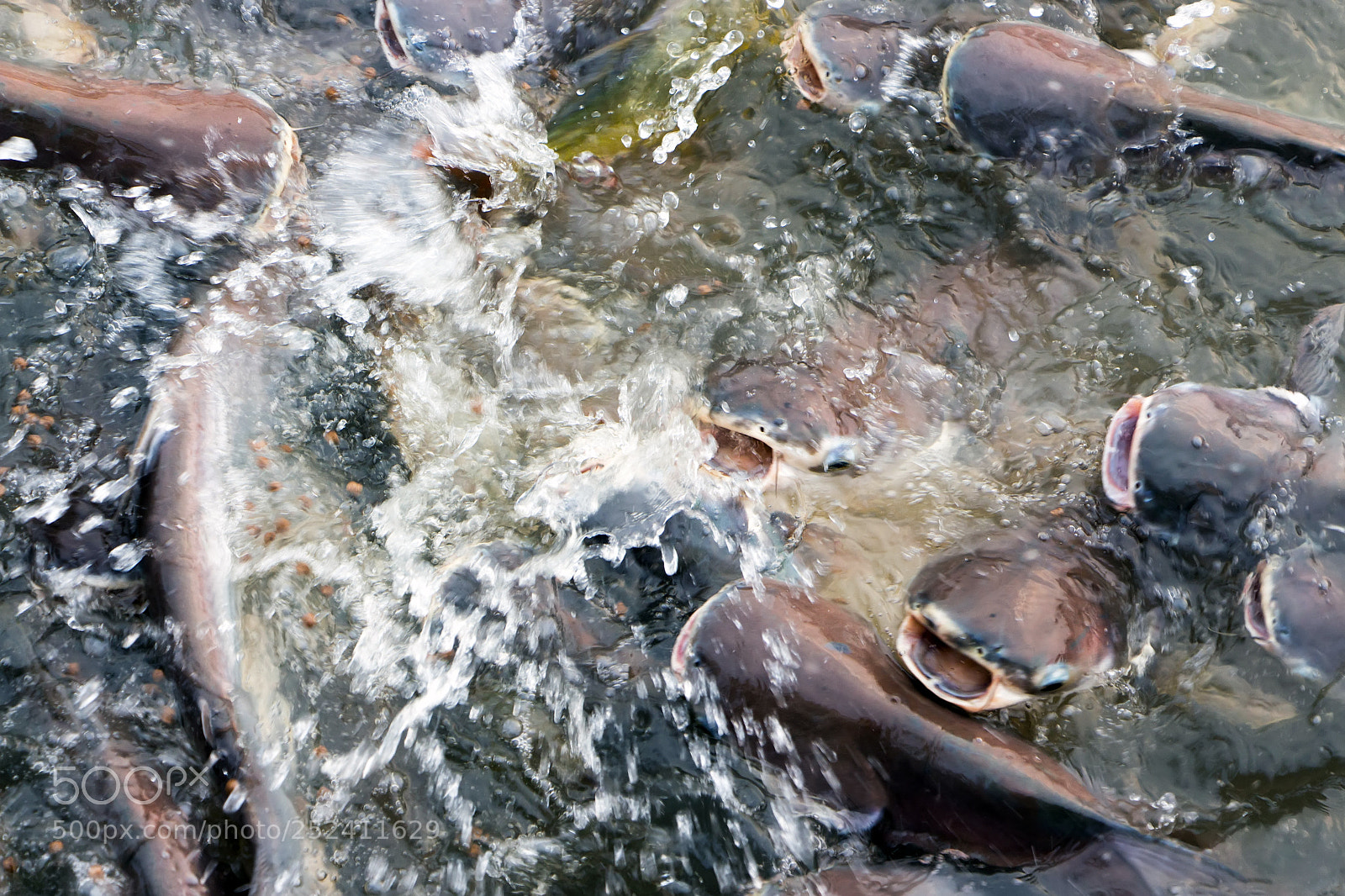 Canon EOS 700D (EOS Rebel T5i / EOS Kiss X7i) sample photo. Pangasius are swimming on photography