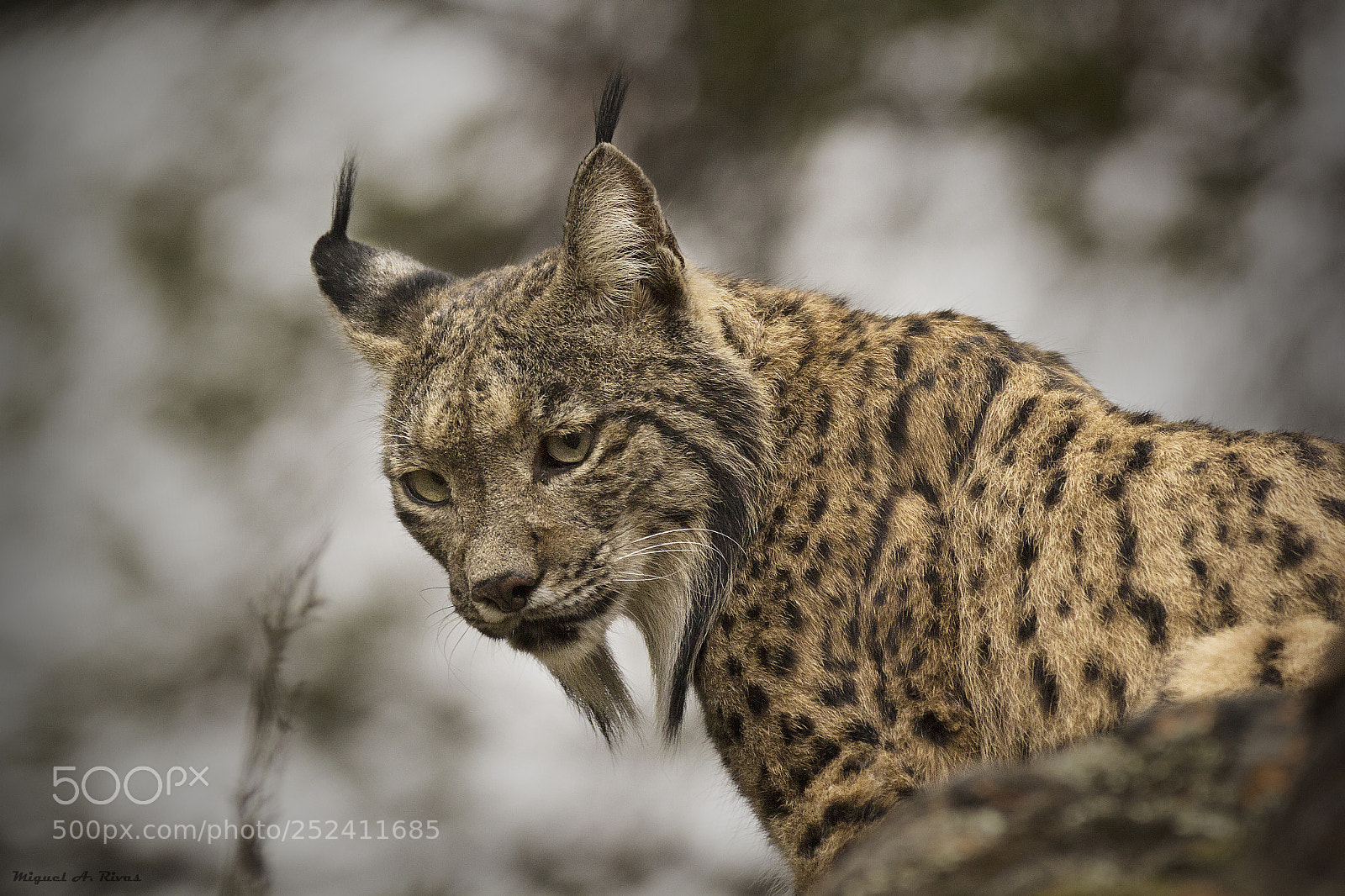 Canon EOS 60D sample photo. Lince ibérico photography
