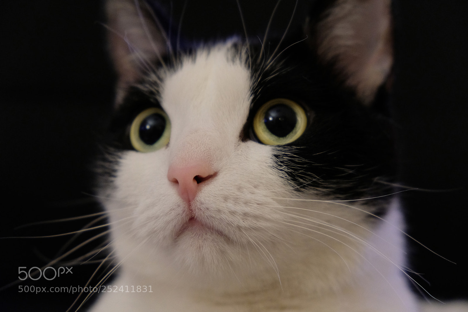 Fujifilm X-T20 sample photo. Cute cat bicolor with photography