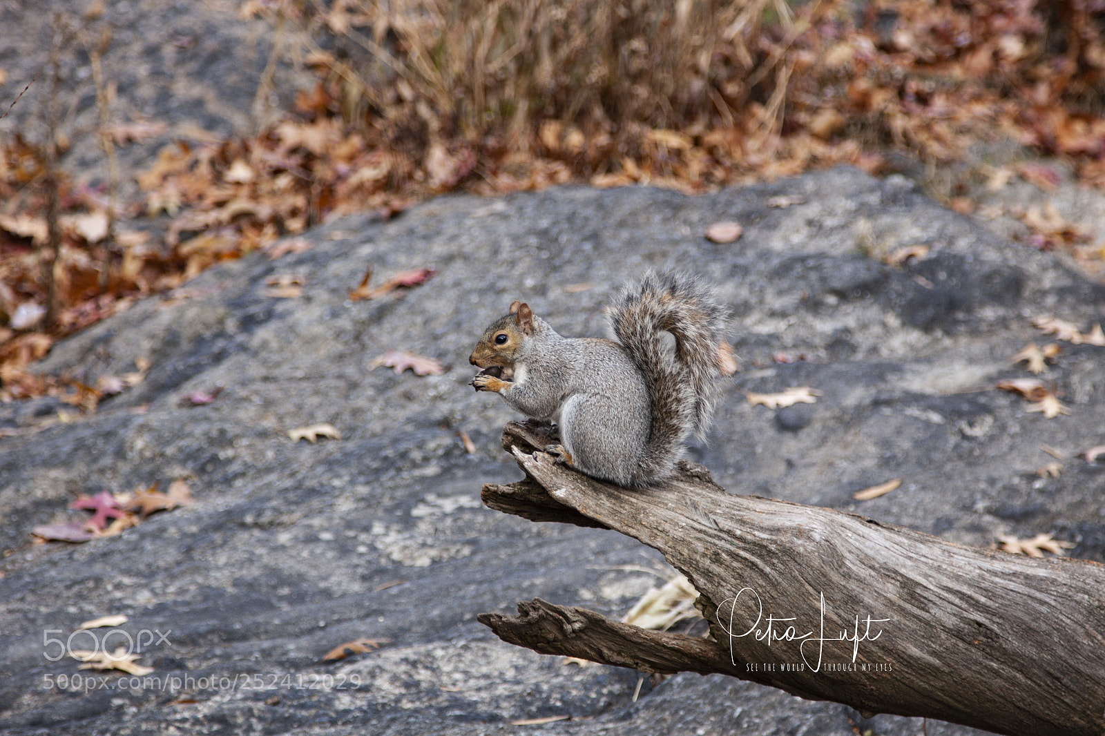 Canon EOS 50D sample photo. Just a squirl photography