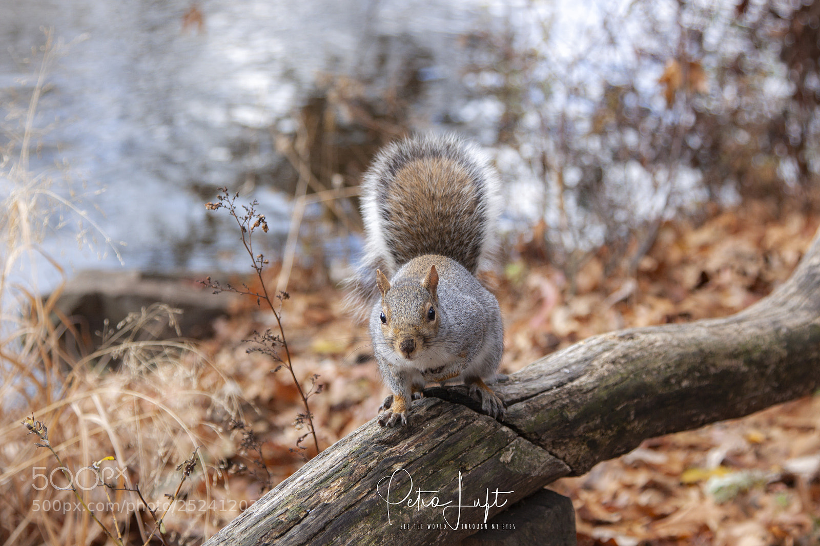 Canon EOS 50D sample photo. Just a squirl photography