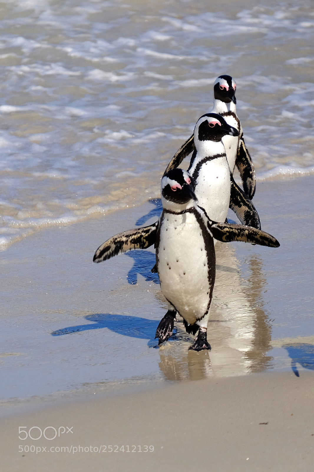 Fujifilm X-T10 sample photo. Penguins photography