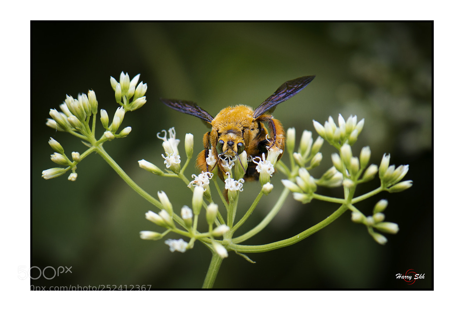 Nikon D800 sample photo. Bee at work photography