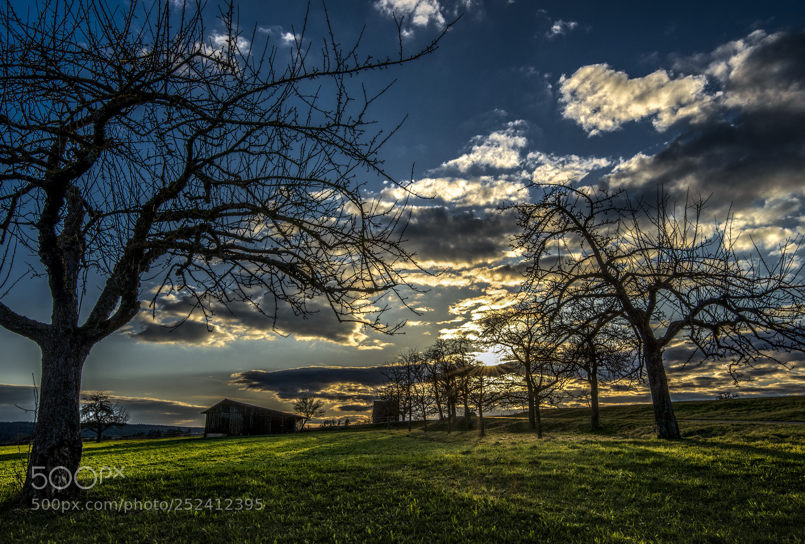 Nikon D800 sample photo. Sunset trees photography