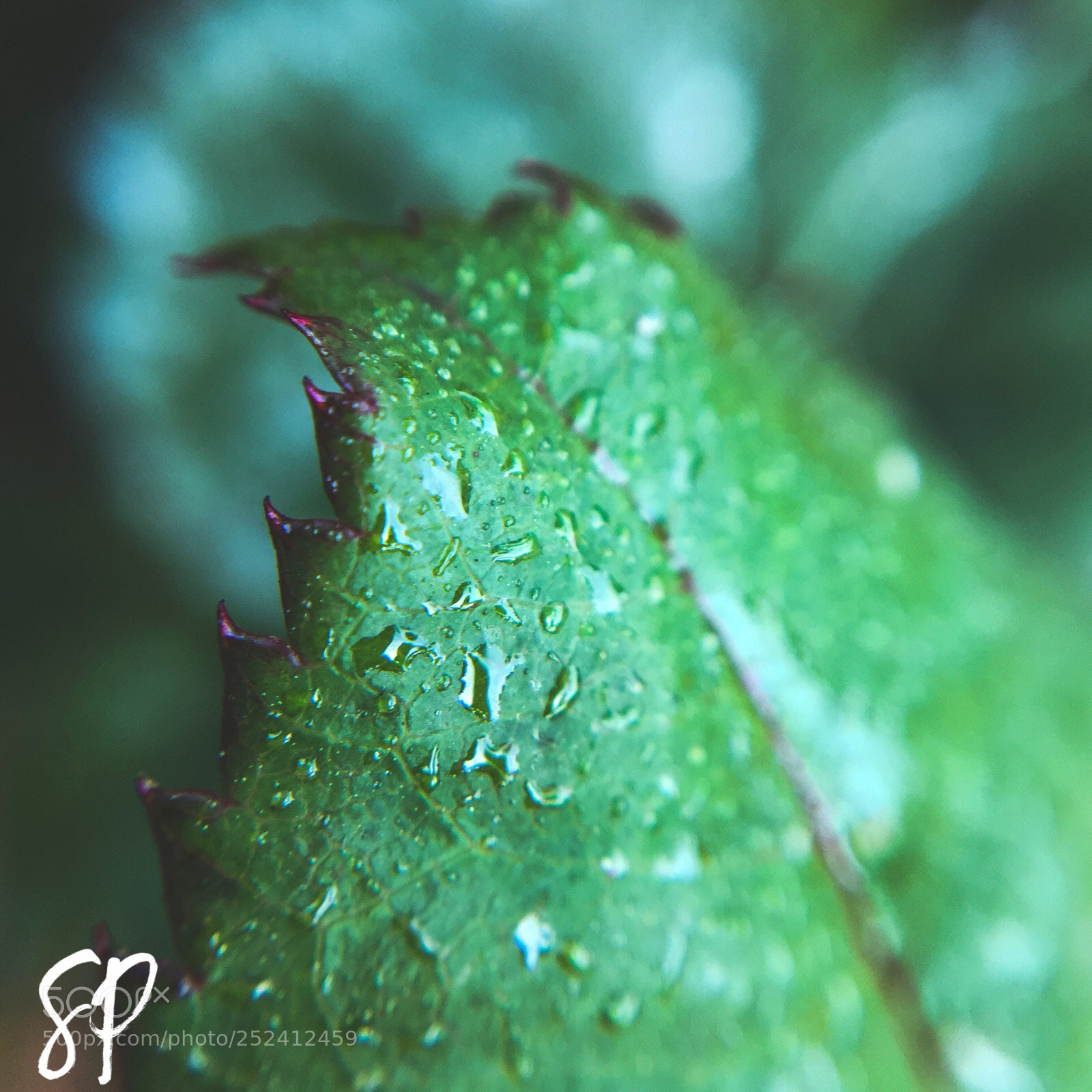 Apple iPhone 6s Plus sample photo. Untitled photography