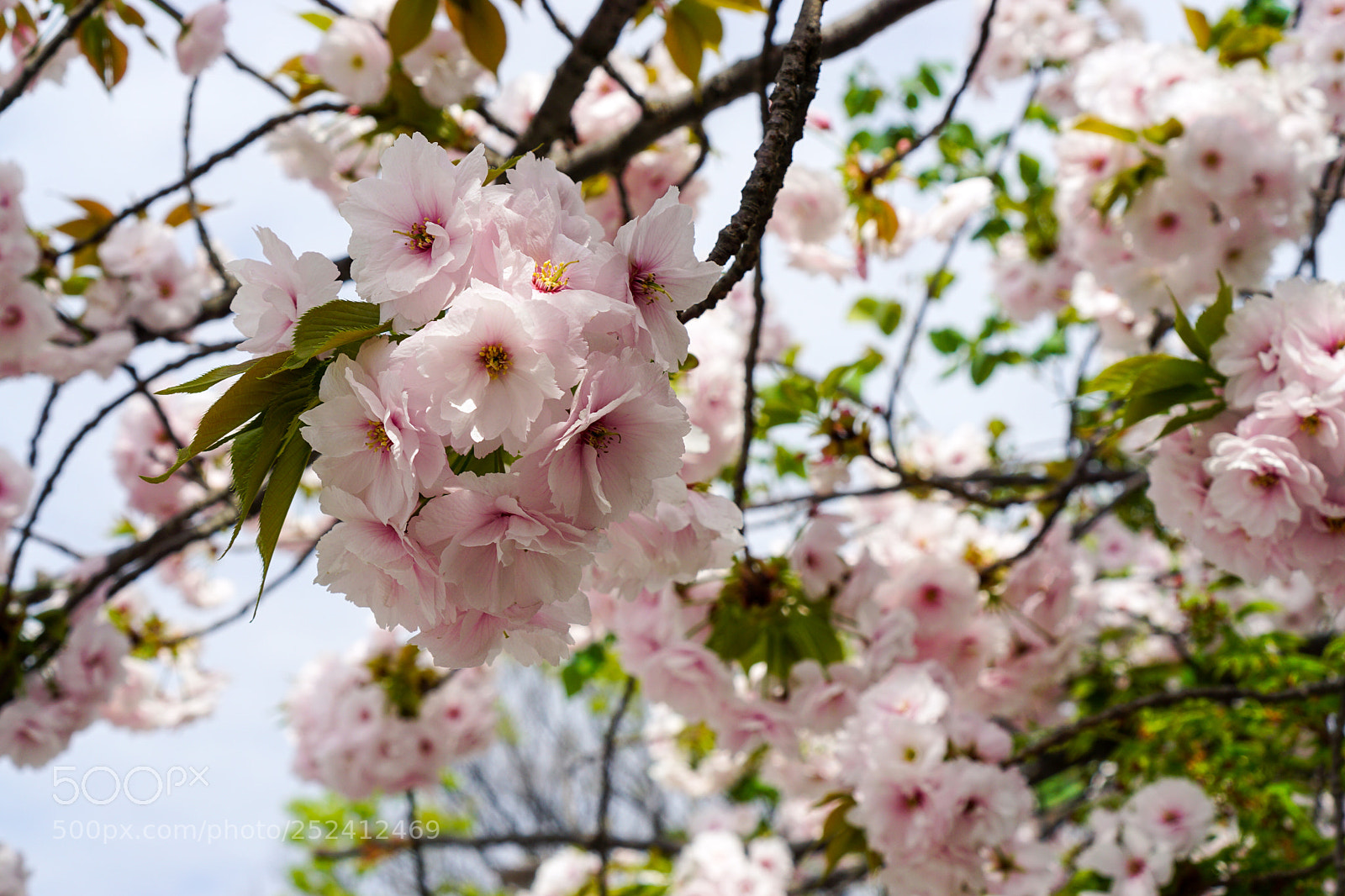 Sony a6000 sample photo. Cherry blossom photography