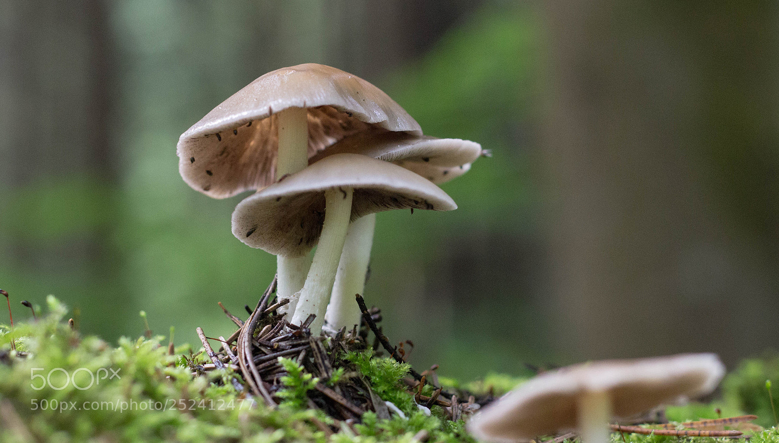 Canon EOS 600D (Rebel EOS T3i / EOS Kiss X5) sample photo. Mycena photography