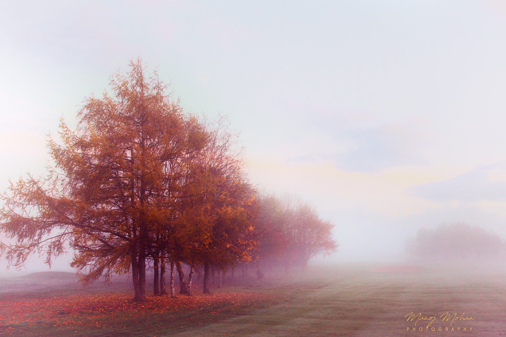 Sony Alpha DSLR-A550 sample photo. Trees in autumn mist photography