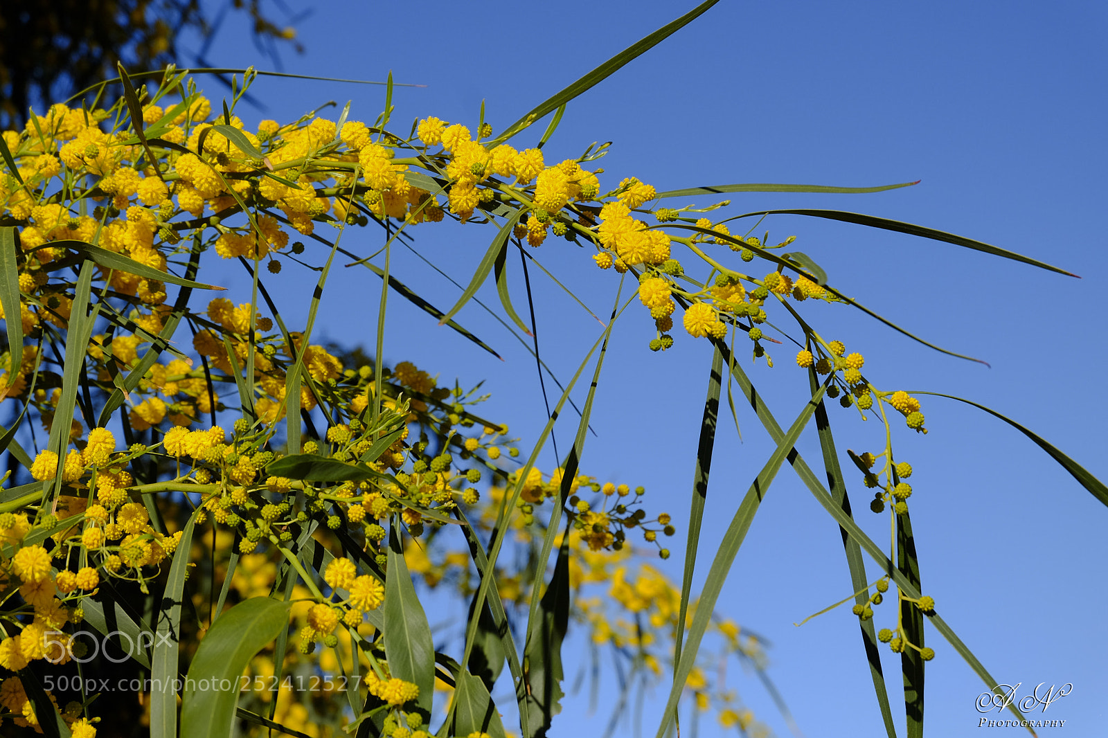 Fujifilm X-T10 sample photo. Flores de acacia photography