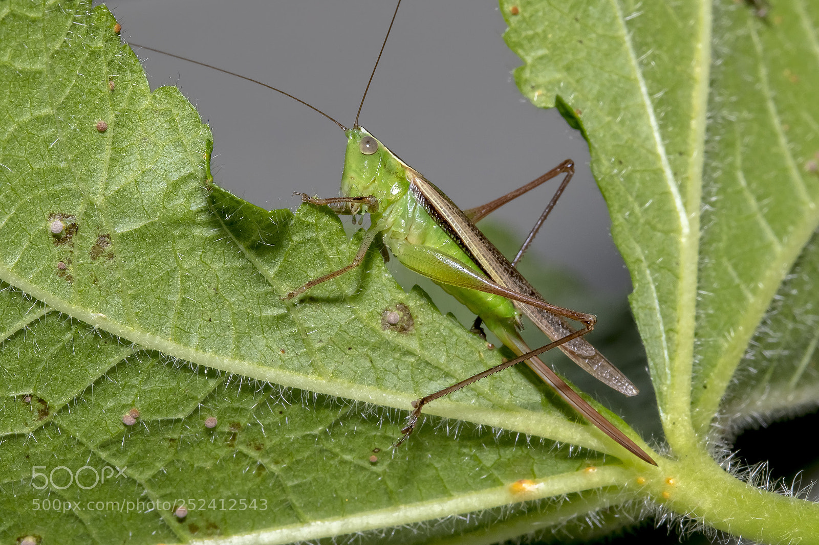 Canon EOS 7D Mark II sample photo. Cricket photography
