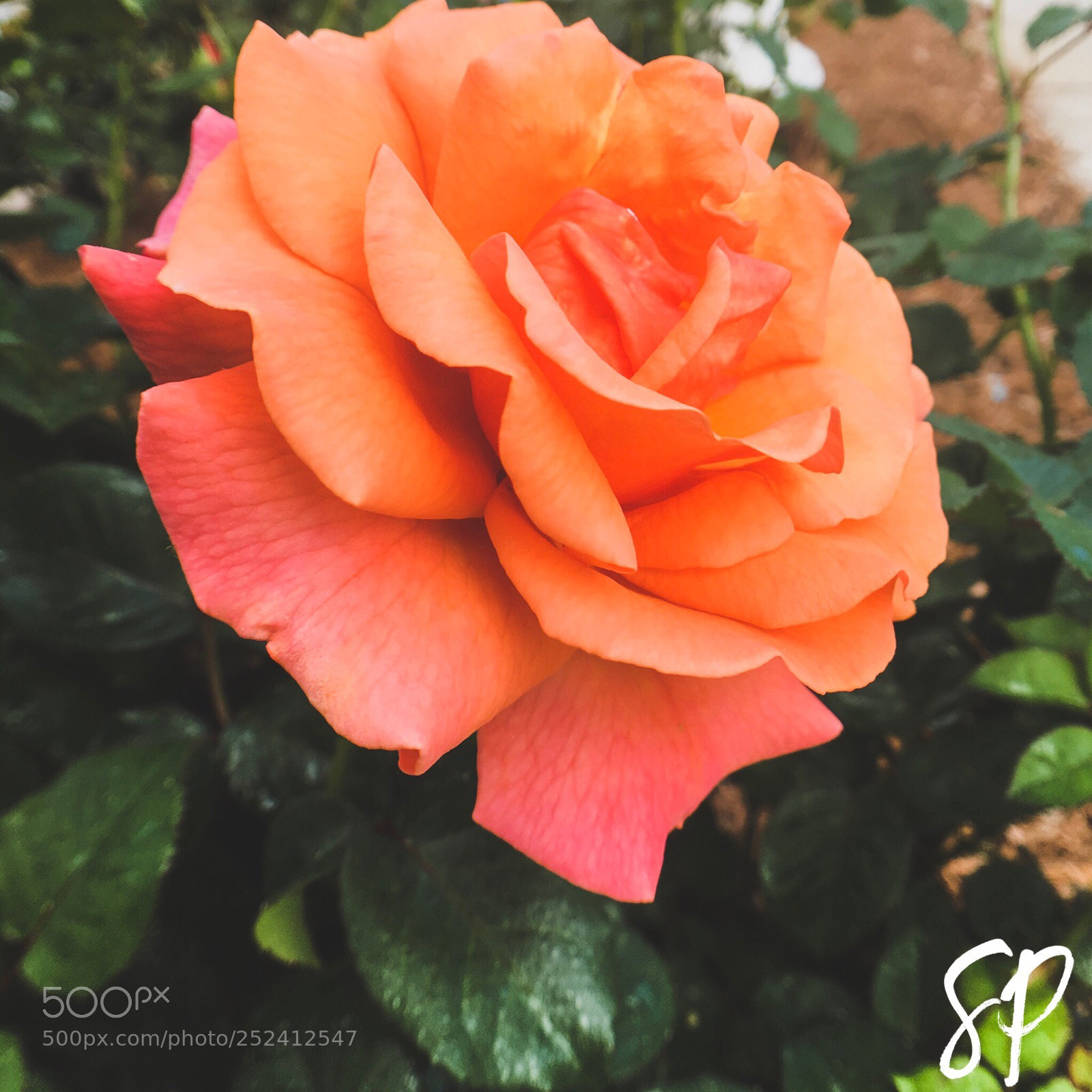 Apple iPhone 6s Plus sample photo. Untitled photography