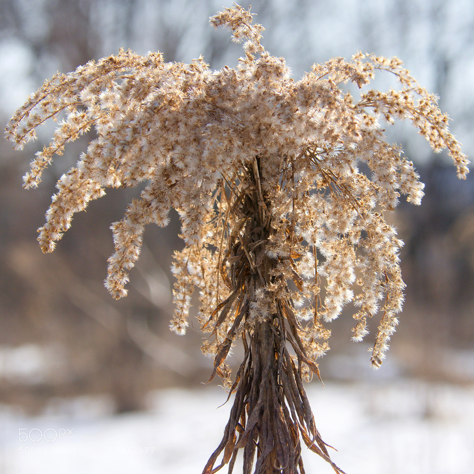 Nikon D7100 sample photo. 988_0725.jpg photography