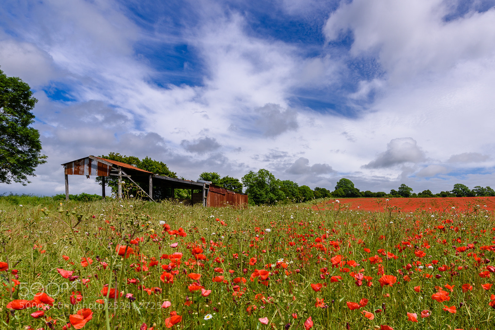 Nikon D810 sample photo. Derelict barn in the photography