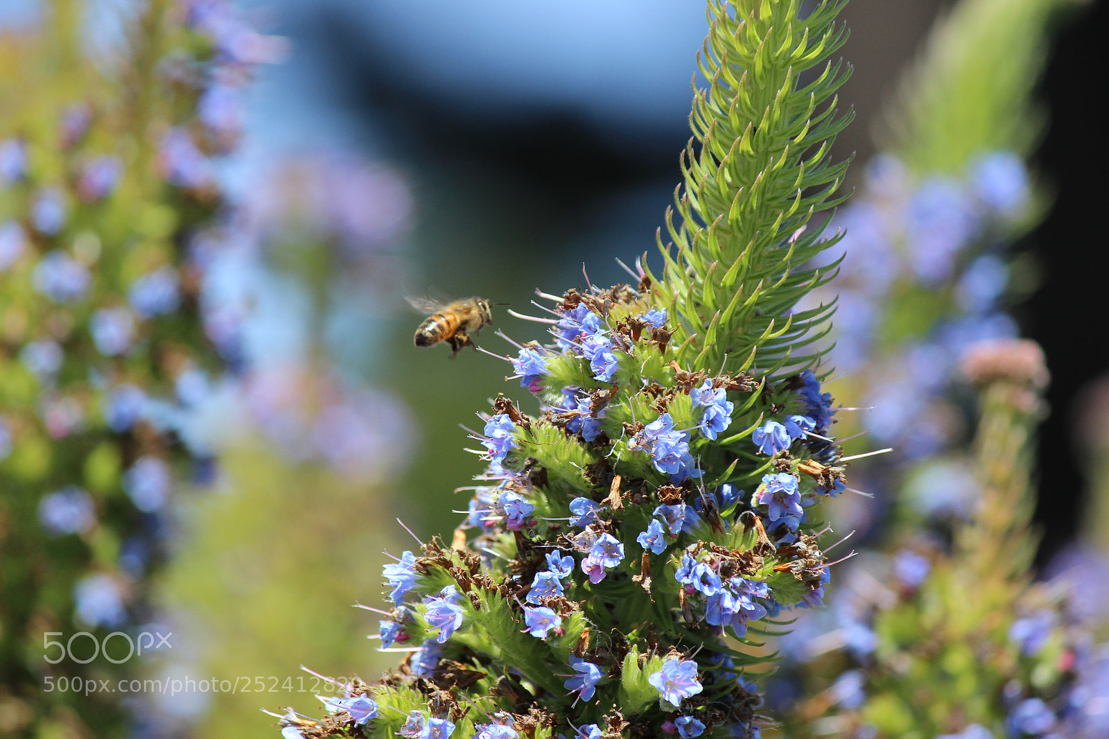 Canon EF-S 55-250mm F4-5.6 IS II sample photo. Buzz bee photography