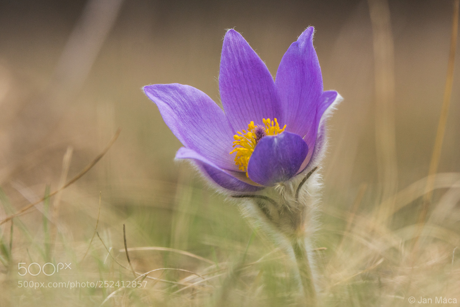 Sony ILCA-77M2 sample photo. Pasque flower photography