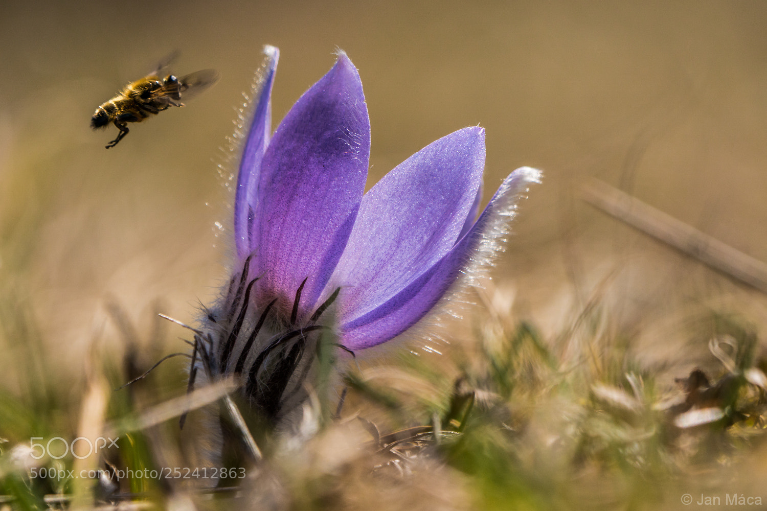 Sony ILCA-77M2 sample photo. Pasque flower photography