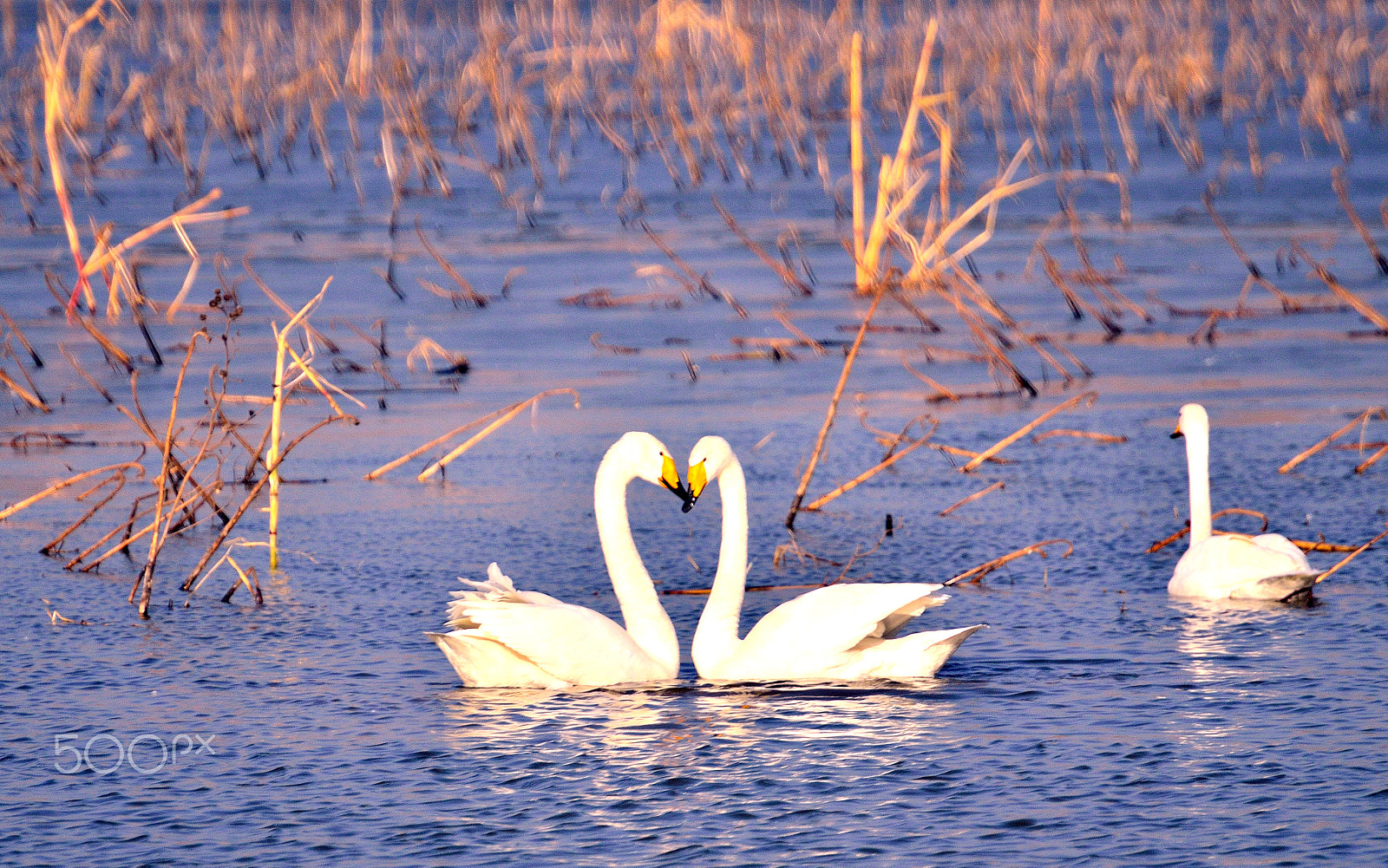 Nikon D7000 sample photo. Loving swans爱是永恒 photography