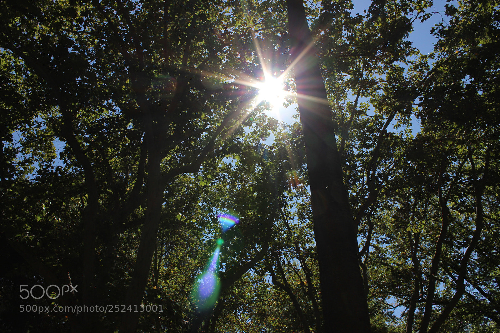 Canon EOS 600D (Rebel EOS T3i / EOS Kiss X5) sample photo. Under the trees photography