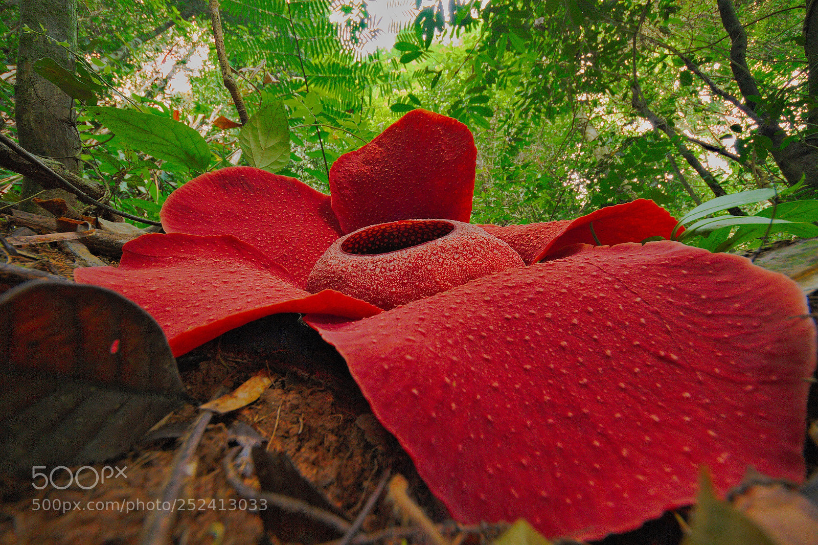 Canon EOS 7D sample photo. Rafflesia flower photography