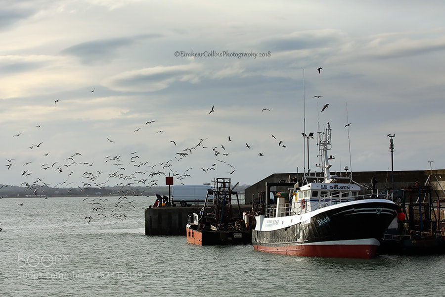 Canon EOS 5D Mark IV sample photo. At the harbour photography