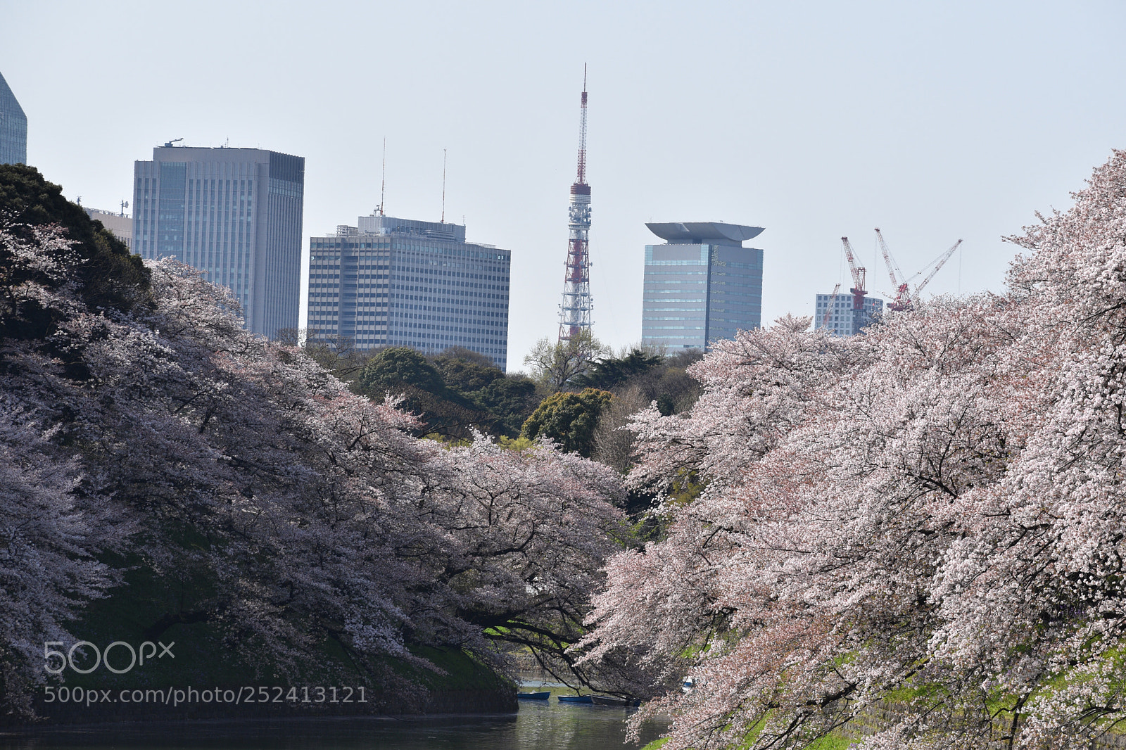 Nikon D5600 sample photo. Cherry blossoms  photography