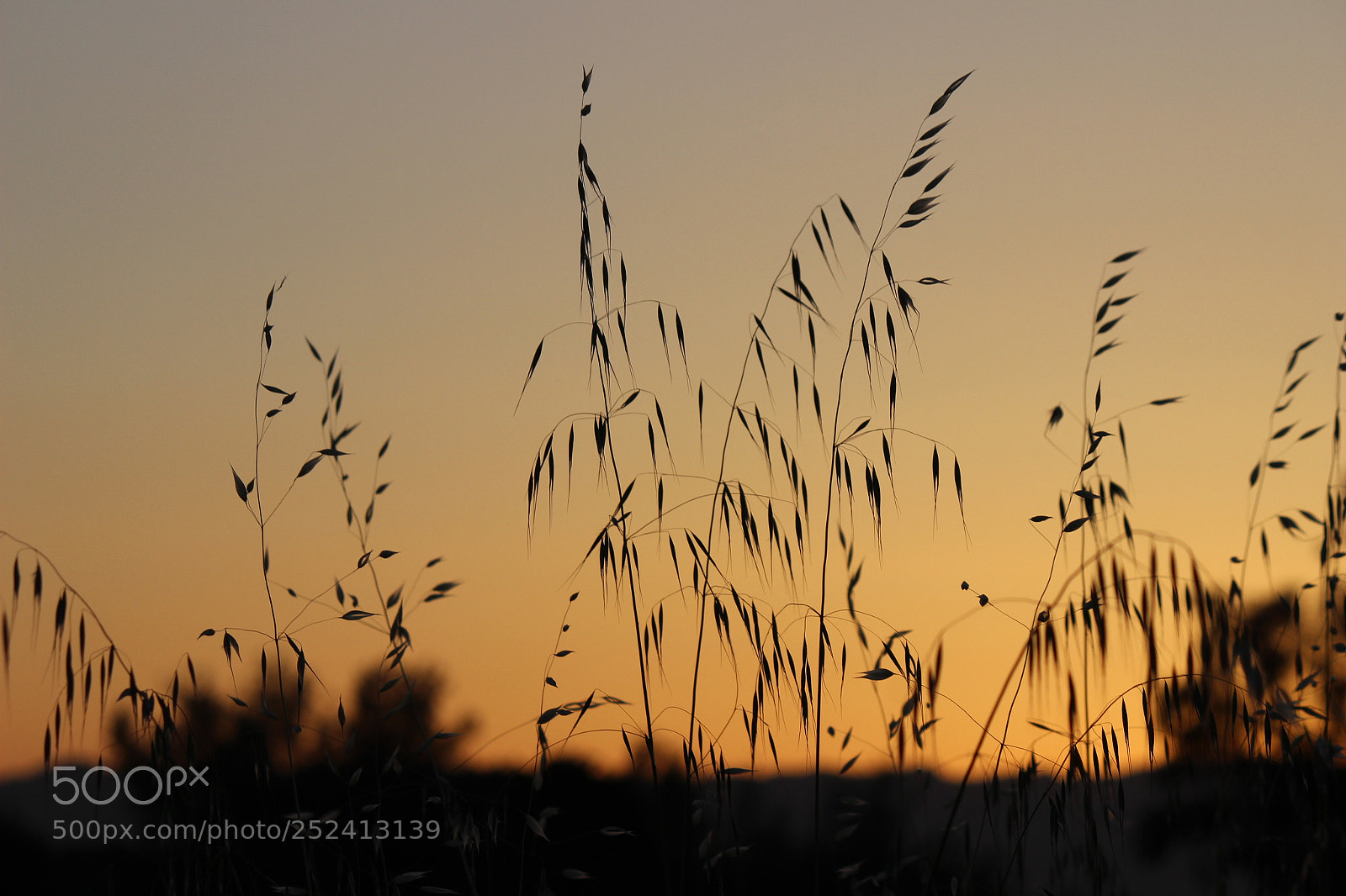 Canon EF-S 55-250mm F4-5.6 IS II sample photo. Sunset photography